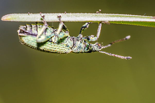 포토 JPG 해외이미지 식물 동물 꽃 야생동물 곤충 백그라운드 절지류 신체 자연 휴식 사람없음 빨간색 초록색 빛 뷰티 갈색 노란색 환경 정원 검은색 봄 줄무늬 젖음 흰색 구출 닫기 벌레 숲 딱정벌레 묘사 무당벌레 병정 내추럴 고립 동물상 해외포토 계절 컬러 컨셉 무늬 모션 조형물 도움 생태계 파일형식 이미지허브