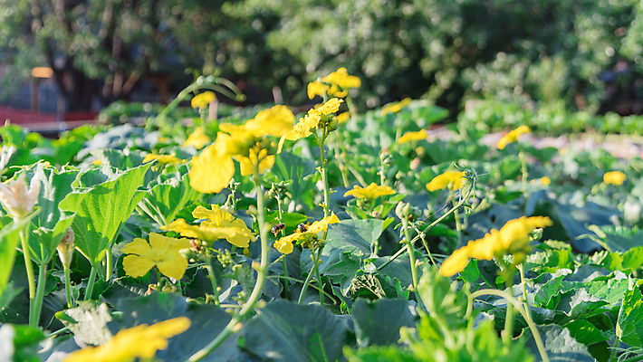 포토 JPG 해외이미지 식물 계절 백그라운드 잎 꽃무늬 농업 채소 과일 자연 사람없음 야외 장식 초록색 울타리 농장 노란색 미국 성장 벚꽃 개화 수분 대나무 유기농 원예 포도나무 국산 녹색배경 내추럴 밭일 텍사스 세련 해외포토 나무 웰빙 꽃 산업 컬러 북아메리카 무늬 취미 담장 과일나무 생태계 파일형식 이미지허브