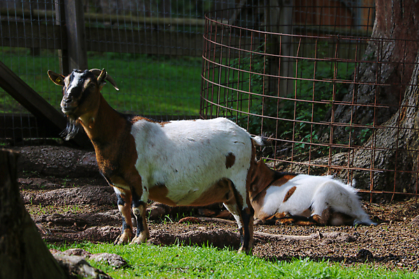 포토 JPG 해외이미지 동물 전통 영어 공원 유럽 바다 밭 농업 포유류 자연 하늘 잉글랜드 3 경사 사람없음 야외 가로 파란색 농장 농경지 마을 계곡 가축 시골 양 방목 관목 언덕 장면 북쪽 양고기 밭일 전국 해외포토 나무 문자 공공시설 나라 산업 컬러 영국 육류 축산업 방향 생태계 파일형식 이미지허브
