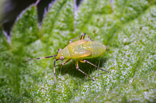 포토 JPG 해외이미지 식물 동물 꽃 야생동물 곤충 백그라운드 절지류 신체 자연 휴식 사람없음 빨간색 초록색 여름 반짝임 뷰티 갈색 노란색 환경 정원 검은색 봄 줄무늬 흰색 구출 닫기 벌레 숲 벌 딱정벌레 묘사 무당벌레 내추럴 고립 동물상 해외포토 계절 컬러 컨셉 무늬 모션 조형물 도움 생태계 파일형식 이미지허브