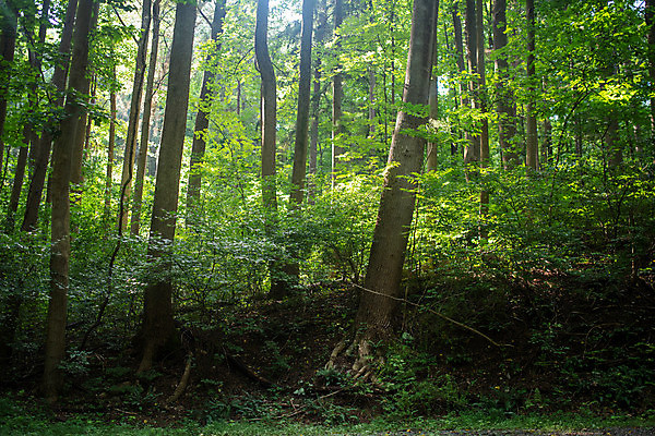 포토 JPG 해외이미지 나무 식물 웰빙 계절 공원 도로 길 여행 백그라운드 낙엽 잎 자연 건강 사람없음 야외 목재 초록색 햇빛 태양 환경 일몰 봄 하이킹 나뭇가지 소나무 숲 오솔길 명상 장면 내추럴 삼림지대 해외포토 자연요소 공공시설 컬러 재료 교통시설 레저 노을 생태계 파일형식 이미지허브