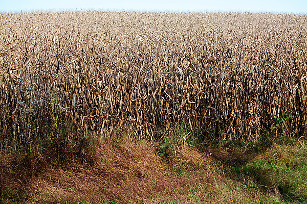 포토 JPG 해외이미지 식물 계절 산업 음식 밭 농업 재료 자연 건조 건강 옥수수 사람없음 야외 초록색 농작물 농장 갈색 노란색 환경 맑음 수확 성장 시골 먹이 낟알 땅 유기농 밭일 숙성 수평선 해외포토 웰빙 컬러 날씨 곡류 생태계 파일형식 이미지허브