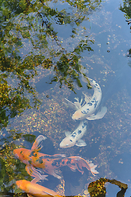 포토 JPG 해외이미지 동물 전통 아시아 문화 호수 백그라운드 오렌지 휴식 연꽃 어류 미술 동양인 사람없음 장식 물 하이앵글 컬러풀 일본 수중 수영 미국 희망 침묵 연못 재산 황금 백합 그림 식물원 조경 수족관 잉어 민물 텍사스 해외포토 자연요소 꽃 감정 나라 뷰포인트 컬러 컨셉 북아메리카 과일 문화예술 인종 금융 수중동물 소리 수상스포츠 파일형식 이미지허브