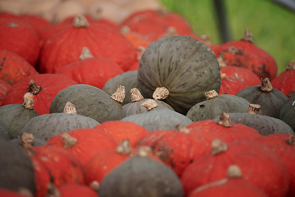 포토 JPG 해외이미지 계절 음식 줄기 백그라운드 패턴 농업 다이어트 채소 오렌지 과일 재료 자연 탁자 호박 휴가 건강 요리 사람없음 장식 초록색 컬러풀 농장 정원 할로윈 수확 신선 시장 유기농 질감 날것 추수감사절 스쿼시 건강식 10월 내추럴 밭일 숙성 온실 채식주의자 해외포토 식물 웰빙 산업 기독교 스포츠 컬러 가구 무늬 구기 날짜 생태계 채식 파일형식 이미지허브