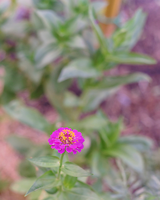 포토 JPG 해외이미지 식물 계절 꽃잎 꽃 문화 줄기 분홍색 백그라운드 잎 자연 사람없음 장식 초록색 컬러풀 햇빛 정원 보라색 미국 봄 성장 벚꽃 시골 신선 개화 자주색 유기농 원예 데이지 국산 내추럴 밭일 텍사스 해외포토 웰빙 컬러 북아메리카 취미 태양 생태계 파일형식 이미지허브