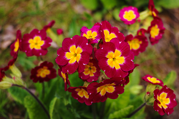 포토 JPG 해외이미지 꽃 백그라운드 잎 사람없음 아웃포커스 화단 프리뮬러 트렌드컬러 비바마젠타 해외포토 식물 컬러 촬영기법 파일형식 이미지허브