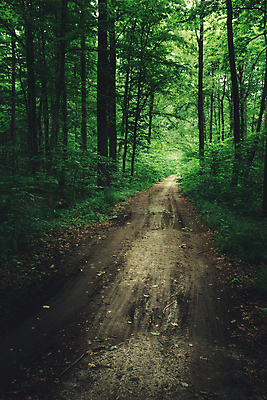 포토 JPG 해외이미지 나무 식물 계절 공원 도로 길 백그라운드 낙엽 잎 자국 자연 그림자 사람없음 야외 목재 초록색 환경 어둠 나뭇가지 숲 오솔길 먼지 땅바닥 방법 삼림지대 해외포토 공공시설 컬러 재료 교통시설 바닥 생태계 파일형식 이미지허브