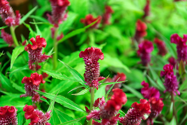 포토 JPG 해외이미지 식물 계절 꽃잎 꽃 줄기 백그라운드 잎 밭 자연 풍경 사람없음 초록색 여름 빛 컬러풀 햇빛 태양 환경 정원 봄 벚꽃 나뭇가지 시골 신선 숲 허브 명상 내추럴 세련 해외포토 자연요소 나무 컬러 농업 생태계 파일형식 이미지허브