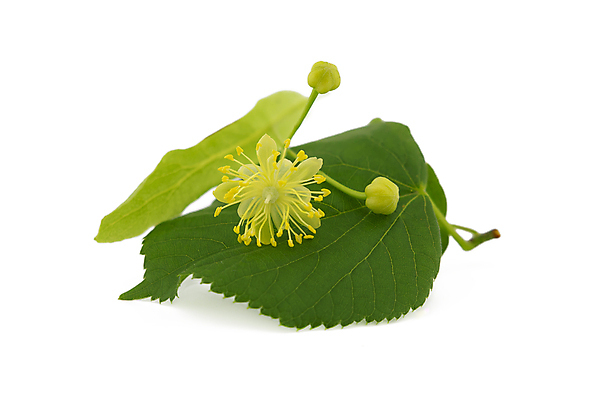 포토 JPG 해외이미지 나무 식물 계절 꽃 음료 백그라운드 잎 꽃무늬 재료 건강 사람없음 초록색 약 노란색 봄 벚꽃 흰색 나뭇가지 신선 개화 닫기 맛 약초 허브 유기농 아로마 라임 향 아로마테라피 내추럴 고립 치료제 해외포토 웰빙 컬러 컨셉 무늬 과일 의학 모션 풀_식물 테라피 파일형식 이미지허브