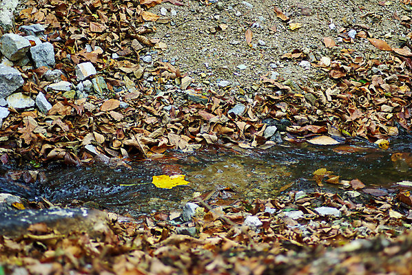 포토 JPG 해외이미지 나무 식물 계절 공원 여행 백그라운드 단풍 잎 패턴 자연 추상 사람없음 야외 목재 빨간색 초록색 물 갈색 노란색 환경 정원 죽음 개울 숲 11월 질감 개성 10월 내추럴 땅바닥 노화 해외포토 자연요소 공공시설 컬러 컨셉 무늬 재료 바닥 강 날짜 생태계 파일형식 이미지허브