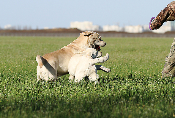 포토 JPG 해외이미지 응시 공원 행복 어린이 놀이 탁자 사람없음 반려동물 노란색 귀여움 기쁨 개 리트리버 달콤 강아지 래브라도리트리버 위치 창백 기르기 유래 해외포토 동물 시선 공공시설 감정 컬러 가구 컨셉 포유류 사람 맛 돌봄 파일형식 이미지허브