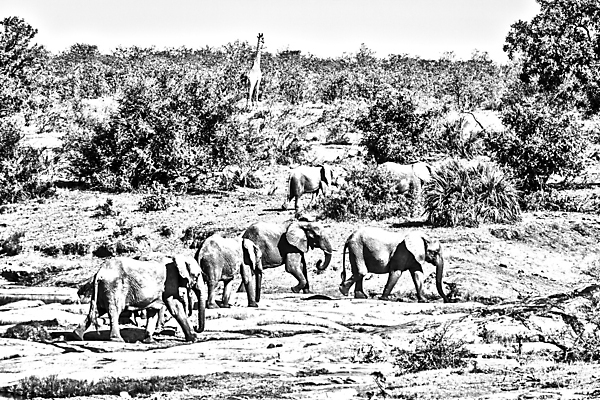 포토 JPG 해외이미지 동물 야생동물 포유류 아프리카 자연 코끼리 흑백 국립공원 풍경 사람없음 가로 관광지 황무지 보호 군중 사파리 남아프리카 보츠와나 보호구역 해외포토 멸종위기종 공원 나라 여행 컨셉 촬영기법 사람 생태계 구역 파일형식 이미지허브