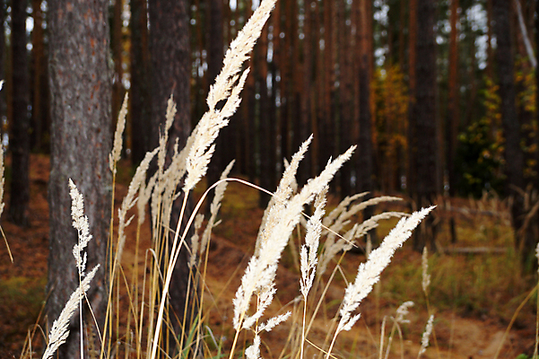 포토 JPG 해외이미지 나무 식물 계절 공원 백그라운드 잎 자연 건조 이끼 풍경 사람없음 야외 초록색 여름 빛 햇빛 갈색 환경 성장 가을 소나무 숲 솔방울 침엽수 원뿔 내추럴 해외포토 도형 공공시설 컬러 태양 생태계 파일형식 이미지허브