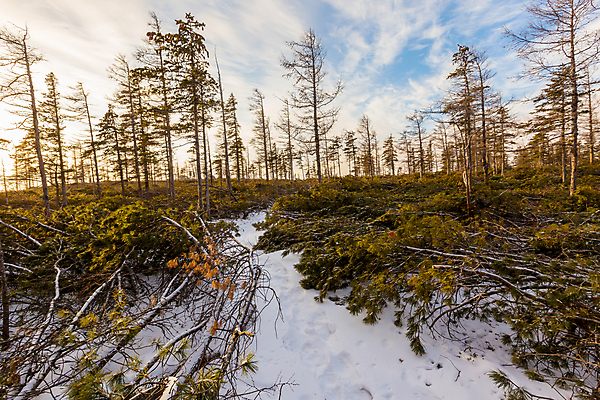 포토 JPG 해외이미지 나무 구름 1 계절 여행 백그라운드 겨울 밭 자연 하늘 산 주택 풍경 사람없음 야외 초록색 빛 세계 햇빛 태양 일출 맑음 일몰 추위 시골 소나무 정상 숲 오두막 즐거움 장면 내추럴 해외포토 자연요소 식물 감정 컬러 농업 날씨 건물 노을 생태계 파일형식 이미지허브