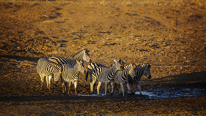 포토 JPG 해외이미지 동물 야생동물 포유류 아프리카 자연 국립공원 사람없음 관광지 황혼 새벽 그룹 황무지 보호 사파리 얼룩말 팩 남아프리카 보츠와나 보호구역 해외포토 자연요소 공원 나라 여행 컨셉 일몰 화장품 말_동물 생태계 구역 파일형식 이미지허브
