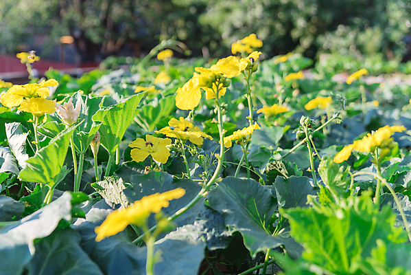 포토 JPG 해외이미지 식물 계절 백그라운드 잎 꽃무늬 농업 채소 과일 자연 사람없음 야외 장식 초록색 울타리 농장 노란색 미국 성장 벚꽃 개화 수분 대나무 유기농 원예 포도나무 국산 녹색배경 내추럴 밭일 텍사스 세련 해외포토 나무 웰빙 꽃 산업 컬러 북아메리카 무늬 취미 담장 과일나무 생태계 파일형식 이미지허브