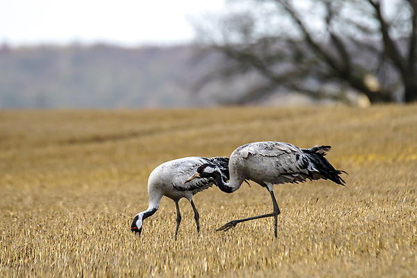 포토 JPG 해외이미지 동물 척추동물 계절 야생동물 날개 자연 조류 종류 사람없음 계곡 회색 시골 연못 황무지 깃털 기중기 서식지 내추럴 해외포토 컬러 중장비 생태계 파일형식 이미지허브