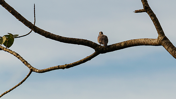 포토 JPG 해외이미지 나무 식물 동물 외관 아시아 야생동물 백그라운드 날개 자연 조류 하늘 휴식 앉기 사람없음 야외 목재 여름 파란색 컬러풀 햇빛 뷰티 갈색 봄 회색 자유 나뭇가지 점 숲 싱글 비둘기 생태학 해외포토 계절 교육 나라 컬러 컨셉 재료 모션 태양 생태계 파일형식 이미지허브