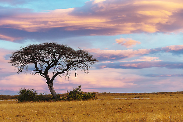 포토 JPG 해외이미지 주간 나무 바다 아프리카 자연 하늘 사람없음 야외 해외포토 자연요소 식물 나라 생태계 파일형식 이미지허브