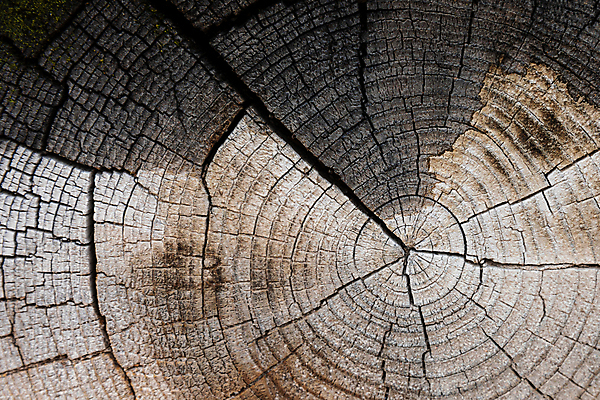 포토 JPG 해외이미지 나무 패턴 부분 자연 표면 추상 사람없음 목재 갈색 거친 균열 자르기 질감 통나무 다리찢기 내추럴 빈털터리 깨짐 단절 수목 옛날 해외포토 식물 컬러 컨셉 무늬 재료 모션 생태계 파일형식 이미지허브