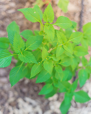 포토 JPG 해외이미지 식물 잎 채소 재료 자연 건강 비프스테이크 사람없음 야외 초록색 정원 보라색 미국 흙 성장 신선 고명 닫기 민트 허브 유기농 향기 향 채소밭 식용 텍사스 해외포토 웰빙 컬러 북아메리카 밭 모션 스테이크 소고기 생태계 냄새 파일형식 이미지허브