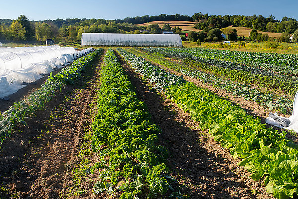 포토 JPG 해외이미지 식물 계절 지구 음식 백그라운드 잎 밭 다이어트 채소 과일 재료 자연 요리 사람없음 야외 초록색 농작물 뷰티 농장 환경 정원 성장 시골 신선 유기농 원예 성분 건강식 내추럴 채소밭 밭일 온실 해외포토 웰빙 컬러 농업 건강 취미 생태계 파일형식 이미지허브