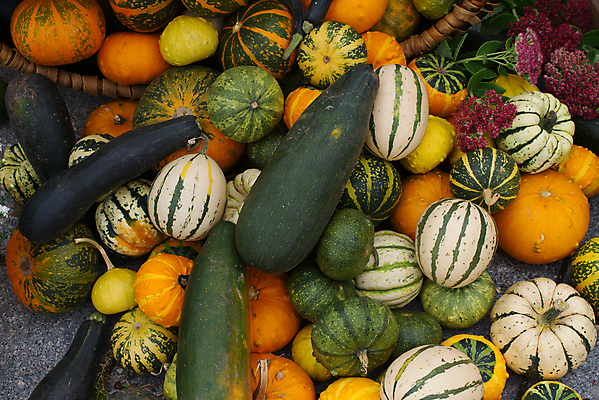 포토 JPG 해외이미지 식물 계절 음식 백그라운드 컨셉 농업 다이어트 채소 오렌지 과일 재료 자연 탁자 호박 건강 사람없음 목재 빨간색 초록색 농작물 컬러풀 농장 노란색 수확 흰색 시골 신선 유기농 날것 모음 추수감사절 내추럴 숙성 채식주의자 해외포토 나무 웰빙 산업 기독교 컬러 가구 한글 생태계 채식 파일형식 이미지허브