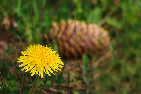 포토 JPG 해외이미지 식물 계절 꽃잎 꽃 백그라운드 잎 꽃무늬 자연 사람없음 야외 초록색 여름 컬러풀 뷰티 노란색 정원 봄 들꽃 벚꽃 개화 민들레 내추럴 해외포토 컬러 무늬 생태계 파일형식 이미지허브