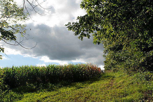 포토 JPG 해외이미지 나무 식물 계절 공원 길 여행 백그라운드 잎 밭 오렌지 자국 자연 하늘 사람없음 야외 초록색 빛 햇빛 태양 환경 맑음 봄 시골 숲 위험 무서움 문제 내추럴 해외포토 자연요소 공공시설 감정 컬러 컨셉 농업 과일 날씨 생태계 파일형식 이미지허브