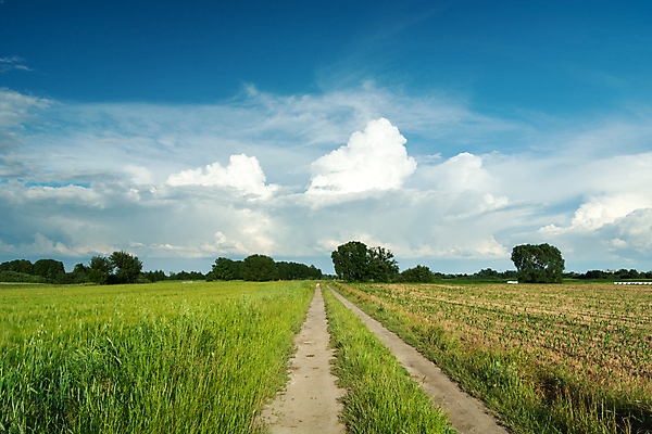 포토 JPG 해외이미지 식물 구름 도로 길 여행 백그라운드 밭 농업 자연 하늘 날씨 풍경 사람없음 야외 초록색 여름 파란색 뷰티 농장 농경지 환경 맑음 봄 흰색 시골 땅 시리얼 밀 먼지 방법 밭일 수평선 해외포토 자연요소 계절 산업 음식 컬러 교통시설 곡류 생태계 파일형식 이미지허브