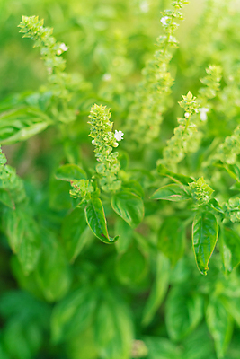 포토 JPG 해외이미지 식물 꽃잎 꽃 백그라운드 잎 꽃무늬 재료 자연 종류 동양인 사람없음 초록색 약 성장 벚꽃 나뭇가지 신선 양념 조미료 개화 달콤 맛 약초 민트 허브 향신료 유기농 원예 매움 향기 아로마 향 아로마테라피 바질 내추럴 고립 해외포토 나무 웰빙 컬러 컨셉 무늬 의학 인종 취미 풀_식물 생태계 냄새 테라피 향미료 파일형식 이미지허브
