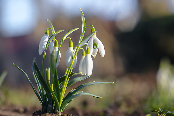 포토 JPG 해외이미지 꽃잎 꽃 사람없음 아웃포커스 개화 스노드롭 해외포토 식물 촬영기법 파일형식 이미지허브
