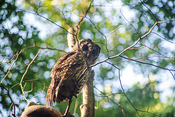 포토 JPG 해외이미지 나무 동물 응시 공원 야생동물 백그라운드 날개 자연 조류 추상 앉기 사람없음 야외 초록색 뷰티 갈색 환경 나뭇가지 숲 먹이 깃털 사냥 부리 육식동물 부드러움 부엉이 서식지 내추럴 동물상 삼림지대 해외포토 식물 시선 공공시설 컬러 무늬 모션 조형물 감각 생태계 파일형식 이미지허브
