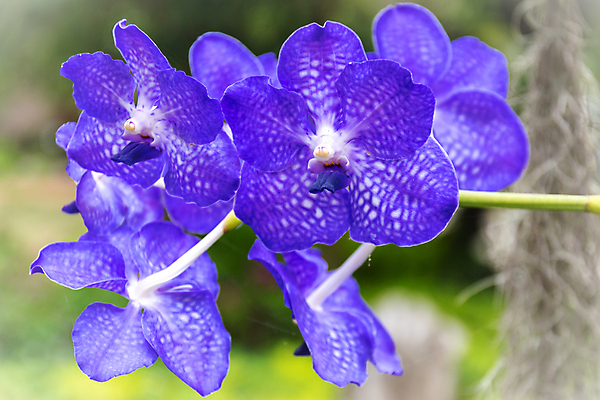 포토 JPG 해외이미지 식물 디자인 꽃잎 꽃 분홍색 꽃다발 백그라운드 잎 꽃무늬 태국 자연 추상 건강 동양인 사람없음 장식 세로 초록색 뷰티 머리 쌓기 정원 보라색 스파 침묵 봄 벚꽃 나뭇가지 난초 우아함 배열 제비꽃 싱글 테라피 내추럴 푸켓 해외포토 나무 계절 아시아 컬러 컨셉 무늬 모션 인종 신체부위 소리 생태계 파일형식 이미지허브