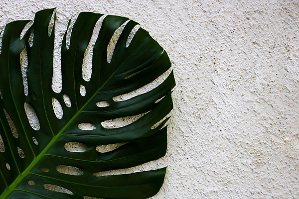 포토 JPG 해외이미지 식물 디자인 화초 백그라운드 잎 꽃무늬 자연 멕시코 손바닥 사람없음 야외 장식 초록색 세트 유행 환경 정원 봄 줄무늬 흰색 나뭇가지 신선 닫기 큼 흰배경 상록수 내추럴 고립 생태학 이국적 해외포토 나무 손 계절 교육 꽃 컬러 북아메리카 무늬 모션 크기 생태계 파일형식 이미지허브