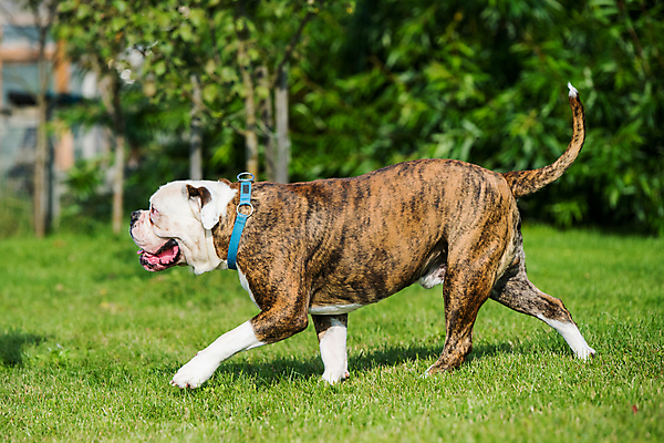 포토 JPG 해외이미지 주간 공원 남자 행복 사람없음 야외 반려동물 달리기 개 불독 힘찬 해외포토 자연요소 동물 공공시설 감정 컨셉 포유류 모션 사람 파일형식 이미지허브
