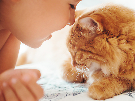 포토 JPG 해외이미지 남자 얼굴 어린이 한명 근접촬영 소년 상반신 옆모습 반려동물 고양이 소년한명만 해외포토 동물 1 뷰포인트 포유류 사람 신체부위 남자한명만 소년만 파일형식 이미지허브
