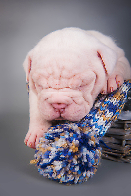 포토 JPG 해외이미지 새끼 실내 앉기 사람없음 반려동물 잠 개 강아지 불독 해외포토 동물 포유류 모션 내부 파일형식 이미지허브