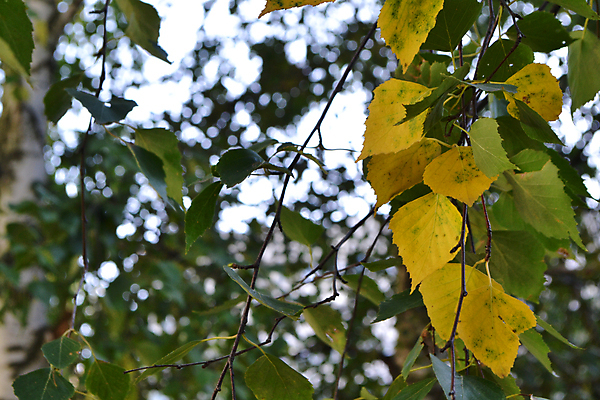 포토 JPG 해외이미지 나무 식물 디자인 계절 공원 백그라운드 잎 패턴 자연 사람없음 야외 초록색 빛 컬러풀 햇빛 뷰티 노란색 환경 정원 맑음 봄 성장 나뭇가지 신선 황금 숲 만족 질감 보케 장면 자작나무 내추럴 깊이 블러 생태학 해외포토 공공시설 교육 감정 컬러 무늬 날씨 태양 생태계 파일형식 이미지허브