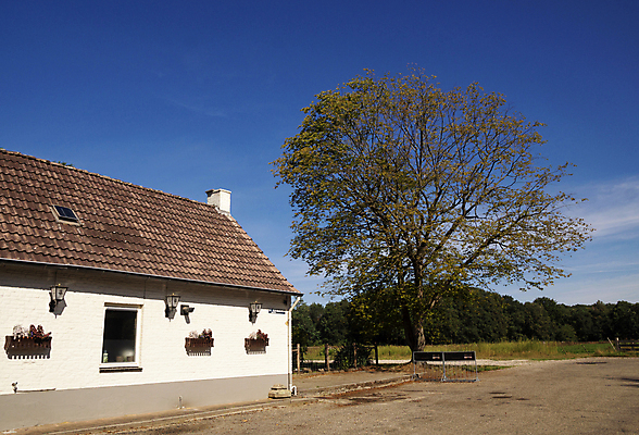 포토 JPG 해외이미지 나무 밭 자연 사람없음 건물 식당 카페 흰색 작음 네덜란드 지역 해외포토 식물 건축물 유럽 컬러 농업 상점 크기 생태계 파일형식 이미지허브
