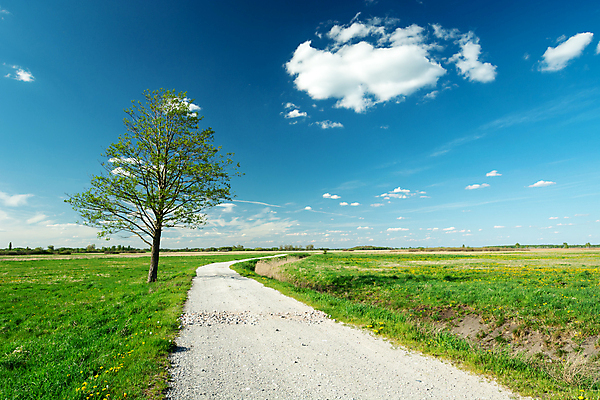 포토 JPG 해외이미지 나무 구름 1 계절 도로 길 백그라운드 자연 하늘 풍경 사람없음 야외 가로 초록색 여름 파란색 뷰티 환경 맑음 봄 시골 싱글 먼지 장면 내추럴 방법 생태학 수평선 해외포토 자연요소 식물 교육 컬러 교통시설 날씨 생태계 파일형식 이미지허브