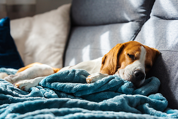 포토 JPG 해외이미지 한마리 휴식 실내 사람없음 소파 눕기 햇빛 귀여움 잠 개 편안함 비글 해외포토 1 컨셉 의자 포유류 모션 내부 태양 감각 파일형식 이미지허브