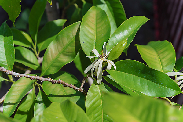 포토 JPG 해외이미지 식물 꽃잎 꽃 아시아 잎 꽃무늬 자연 하늘 사람없음 야외 초록색 노란색 맑음 미국 벚꽃 흰색 신선 닫기 향수 향기 향 아로마테라피 내추럴 인도차이나반도 텍사스 해외포토 나라 컬러 북아메리카 무늬 모션 날씨 화장품 생태계 냄새 테라피 파일형식 이미지허브