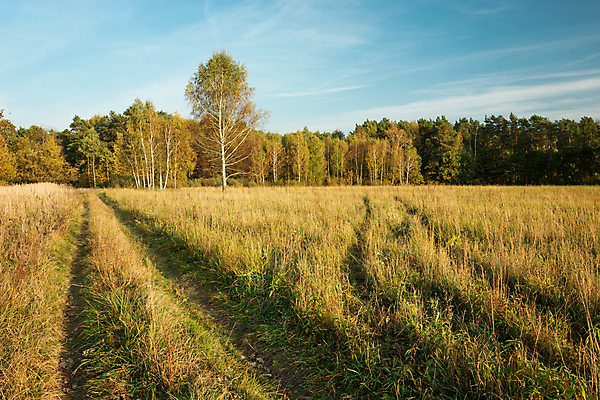 포토 JPG 해외이미지 나무 계절 공원 도로 길 여행 백그라운드 오렌지 자연 하늘 날씨 건조 사람없음 야외 목재 초록색 파란색 갈색 노란색 환경 시골 숲 땅 먼지 내추럴 방법 해외포토 식물 공공시설 컬러 과일 재료 교통시설 생태계 파일형식 이미지허브