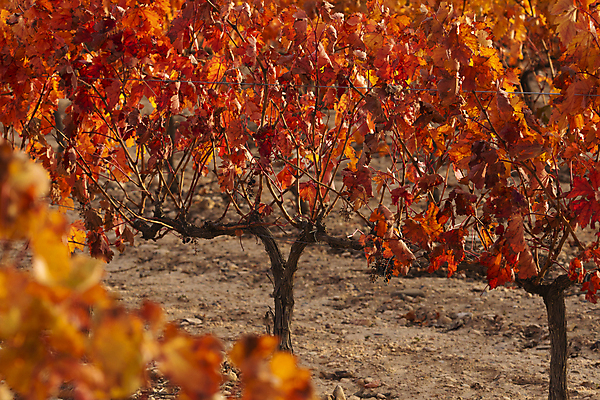 포토 JPG 해외이미지 식물 단풍 잎 밭 농업 채소 과일 포도 풍경 사람없음 빨간색 경제 태양 침묵 고요 황혼 일몰 가을 나뭇가지 시골 스페인 상품 땅 관목 장면 포도나무 지역 타운 아라곤 해외포토 자연요소 나무 계절 유럽 산업 컬러 노을 소리 도시 과일나무 파일형식 이미지허브