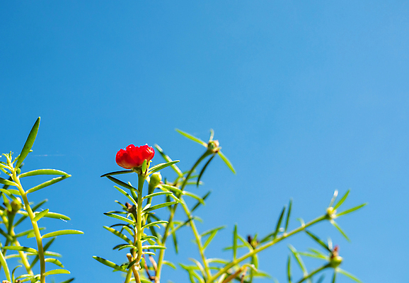 포토 JPG 해외이미지 식물 꽃잎 꽃 분홍색 백그라운드 잎 꽃무늬 자연 하늘 사람없음 야외 장식 빨간색 초록색 여름 파란색 컬러풀 햇빛 뷰티 봄 성장 벚꽃 나뭇가지 개화 관목 원예 향기 지원 카피스페이스 해외포토 나무 계절 컬러 무늬 취미 태양 공백 생태계 냄새 파일형식 이미지허브