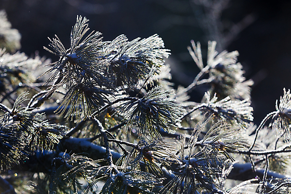 포토 JPG 해외이미지 나무 식물 계절 공원 여행 백그라운드 크리스마스 겨울 자연 하늘 동화 날씨 휴가 조명 새로움 산 파노라마 풍경 사람없음 야외 목재 햇빛 태양 뷰티 환경 냉동 얼음 추위 안개 덮개 흰색 정상 숲 연도 서리 전나무 눈보라 내추럴 산악지대 폭설 눈내림 해외포토 자연요소 공공시설 기념일 컬러 컨셉 재료 눈_날씨 촬영기법 뚜껑 자연재해 생태계 파일형식 이미지허브