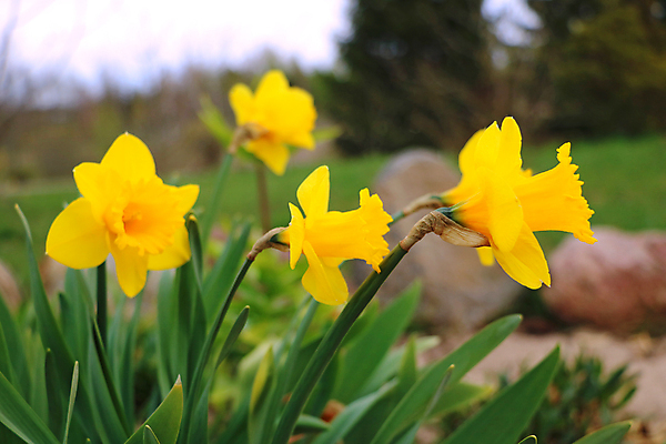 포토 JPG 해외이미지 식물 계절 공원 꽃잎 꽃 꽃다발 백그라운드 잎 꽃무늬 밭 자연 발렌타인데이 풍경 사람없음 야외 초록색 여름 컬러풀 뷰티 노란색 정원 봄 활발 벚꽃 흰색 신선 개화 달콤 다발 꽃집 원예 화단 수선화 F 내추럴 해외포토 알파벳 공공시설 컬러 컨셉 무늬 농업 데이이벤트 취미 상점 맛 생태계 파일형식 이미지허브