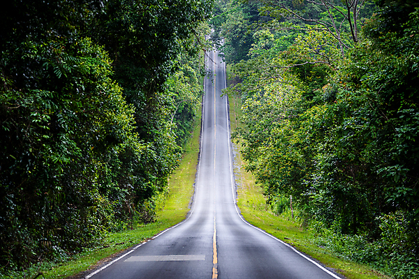 포토 JPG 해외이미지 나무 공원 도로 길 선 여행 자연 산 거리 풍경 경사 사람없음 야외 목재 초록색 여름 환경 시골 고속도로 숲 열대우림 언덕 오르막 루트 방법 삼림지대 직진 그리너리 해외포토 식물 계절 공공시설 컬러 재료 교통시설 생태계 파일형식 트랜드컬러 이미지허브