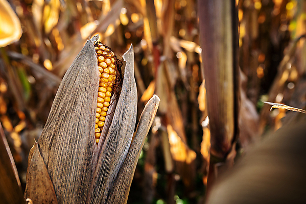 포토 JPG 해외이미지 식물 계절 산업 음식 줄기 백그라운드 잎 밭 농업 다이어트 자연 건조 건강 옥수수 씨앗 사람없음 야외 농작물 태양 농장 노란색 환경 맑음 침묵 흙 수확 성장 껍질 가을 시골 신선 낟알 땅 시리얼 허브 날것 귀 밭일 숙성 해외포토 자연요소 컬러 날씨 곡류 신체부위 소리 생태계 파일형식 이미지허브